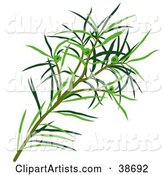 Green Narrow-Leaved Paperbark, Narrow-Leaved Tea-Tree, Narrow-Leaved Ti-Tree, or Snow-In-Summer (Melaleuca Alternifolia) Leaves