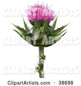 Milk Thistle, Blessed Milk Thistle, Marian Thistle, Mary Thistle, Mediterranean Milk Thistle or Variegated Thistle (Silybum Marianum) Bloom