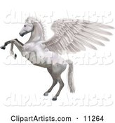 A White Winged Horse, Pegasus, Rearing up on Its Hind Legs