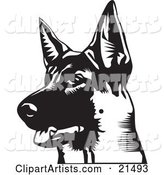 Alert German Shepherd with His Mouth Slightly Open, Looking off to the Left, on a White Background