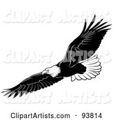 Black and White Bald Eagle in Flight - 3