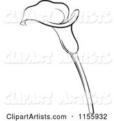 Black and White Calla Lily Flower