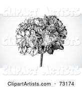 Black and White Head of Flowers over Gray Shading