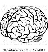 Black and White Human Brain 3