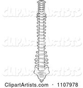 Black and White Human Spine 1
