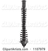 Black and White Human Spine 2