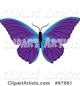 Blue and Purple Butterfly with Open Wings