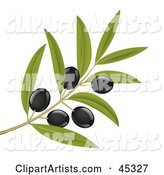 Branch of Organic Black Olives on a Tree