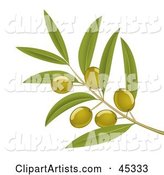 Branch of Organic Green Olives on a Tree