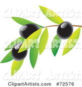 Branch with Leaves and Black Olives