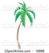 Coconut Palm Tree with Green Foliage, Curving Slightly and Leaning Towards the Right