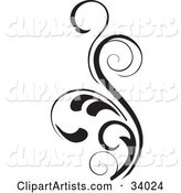 Curly Leaved Black Scroll