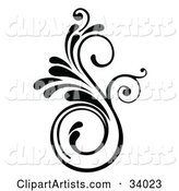 Curly S Shaped Scroll in Black and White