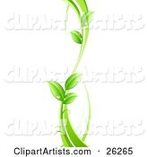 Curvy Green Vine with Dew Drops on the Leaves, on a White Background