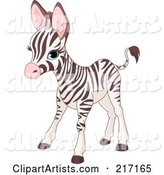 Cute Baby Zebra Standing