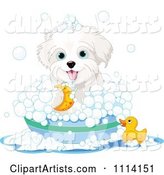 Cute Bichon Frise Maltese Puppy Bathing with a Duck and Bubbles