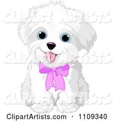 Cute Bichon Frise or Maltese Puppy Dog Wearing a Pink Bow