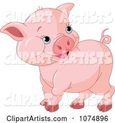 Cute Chubby Baby Pig
