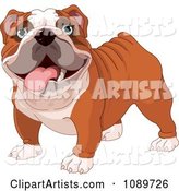 Cute English Bulldog Standing