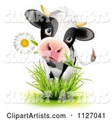 Cute Holstein Cow Eating a Daisy Flower and Standing in Grass