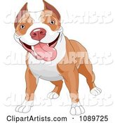 Cute Pit Bull Dog Standing