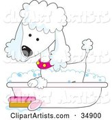 Cute White Poodle in a Pink Collar, Taking a Sudsy Bubble Bath in a Tub