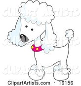 Cute White Poodle Puppy Dog Wearing a Pink Collar with Yellow Spots and Sporting a Puppy Clip