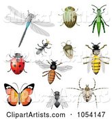 Digital Collage of Insects