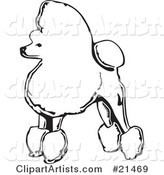 Fancy Toy Poodle Dog Standing in Profile, Facing Left, on a White Background