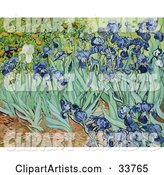 Flower Bed of Iris Flowers, Original by Vincent Van Gogh