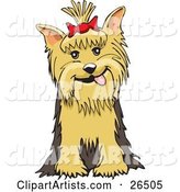 Friendly Yorkshire Terrier Dog with a Bow in Her Hair, Sitting