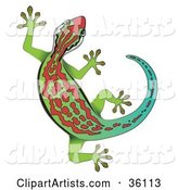 Gradient Green and Blue Gecko with Red Markings
