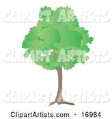 Oak Tree with Green Spring or Summer Foliage Leaves