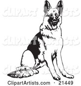 Obedient German Shepherd Dog Seated and Waiting for a Command
