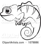 Outlined Chameleon Lizard