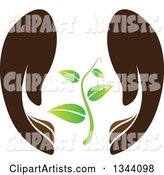 Pair of Gentle Brown Hands Protecting a Seedling Plant