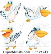 Pelican in Different Poses