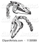 Retro Vintage Engravings of Horse Skull and Neck Bones in Black and White
