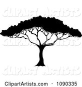 Silhouetted Acacia Tree with Lush Foliage