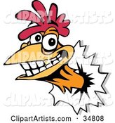 Smiling Rooster with a Gold Tooth, Breaking His Head Through a Wall