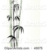 Stalks of Pale Green Bamboo on a White Background