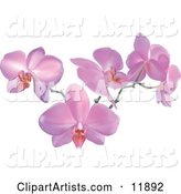 Stem of Pink Orchid Flowers
