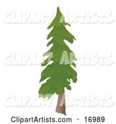 Tall Evergreen Pine Tree