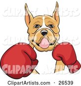 Tan and White Boxer Dog with Cropped Ears, Fighting with Red Boxing Gloves