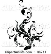 Thick Black Vine Flourish with Curly Tendrils