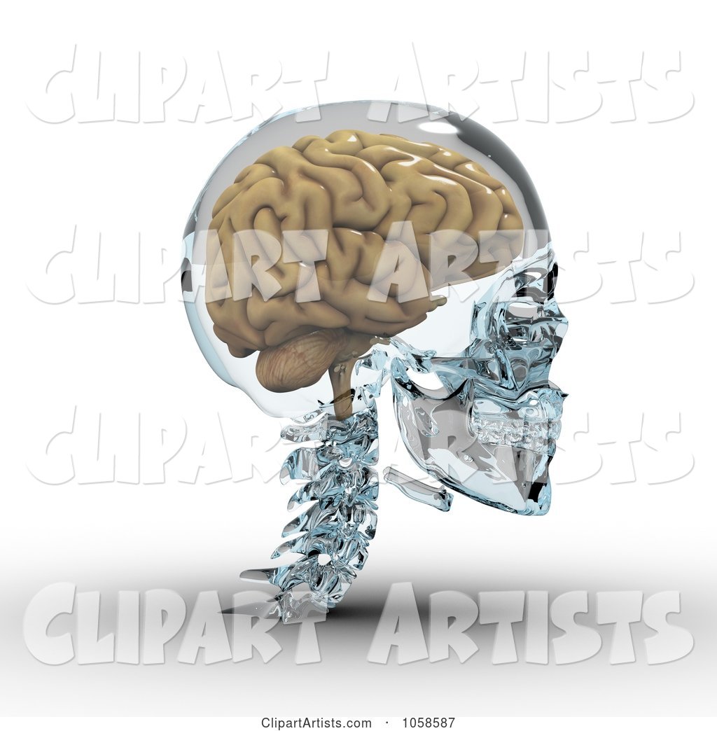 Brain in a Glass Skull - 2