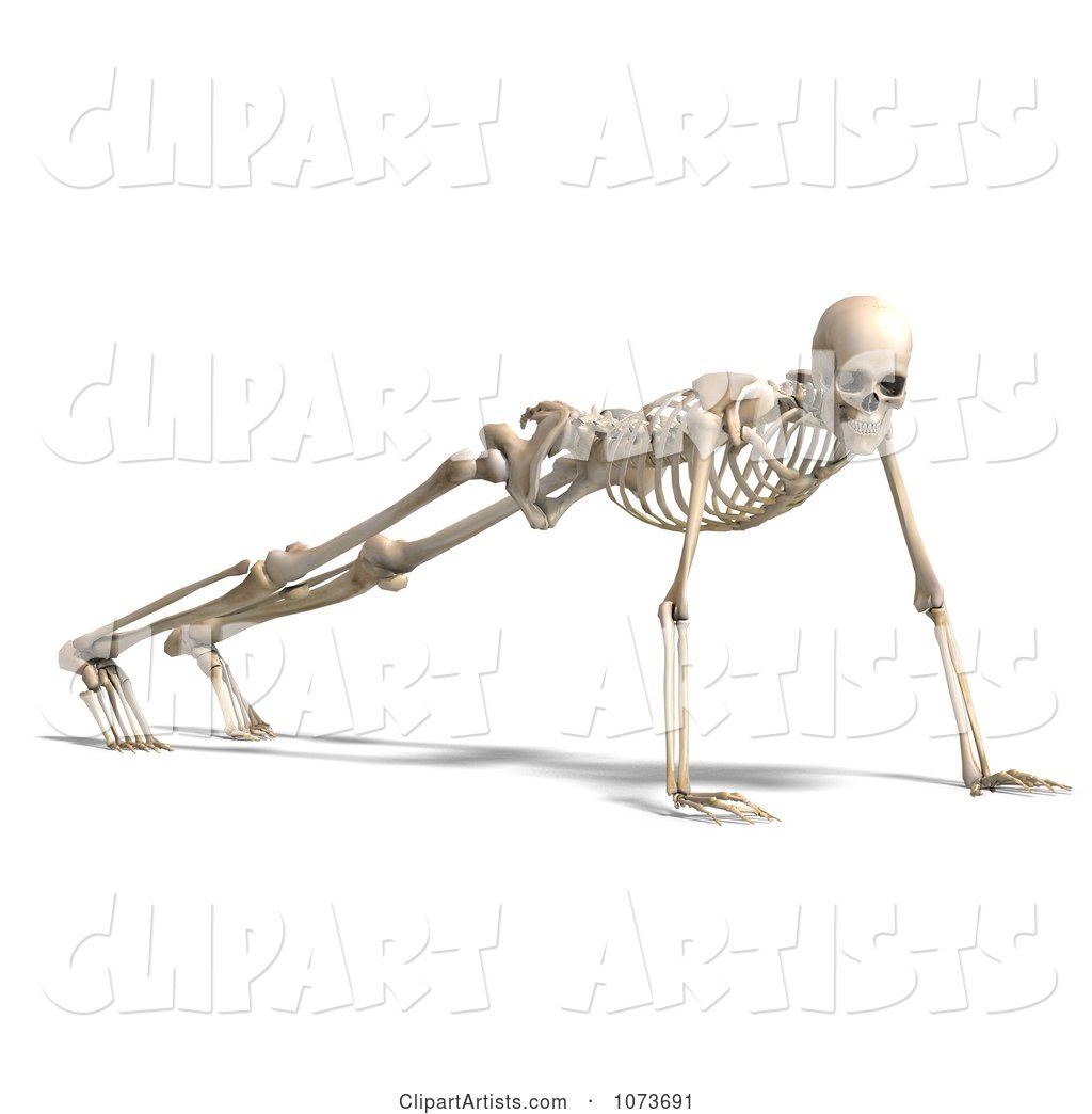 Human Male Skeleton Doing Push Ups