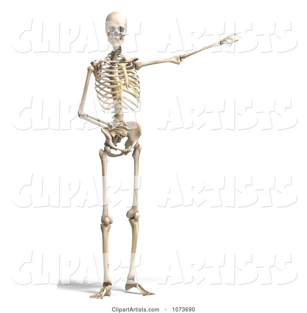 Human Male Skeleton Pointing