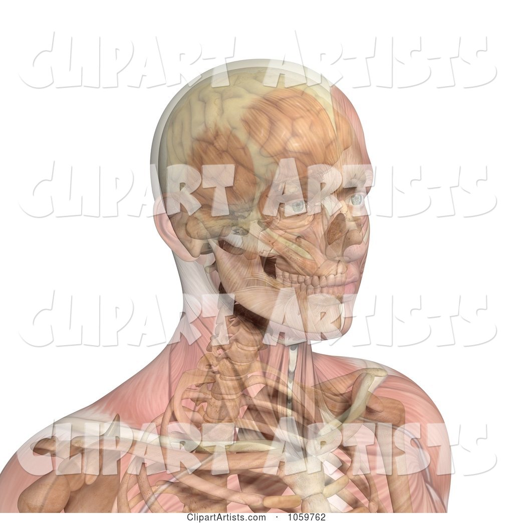 Male Head with Transparent Muscles Showing Bone and Brain