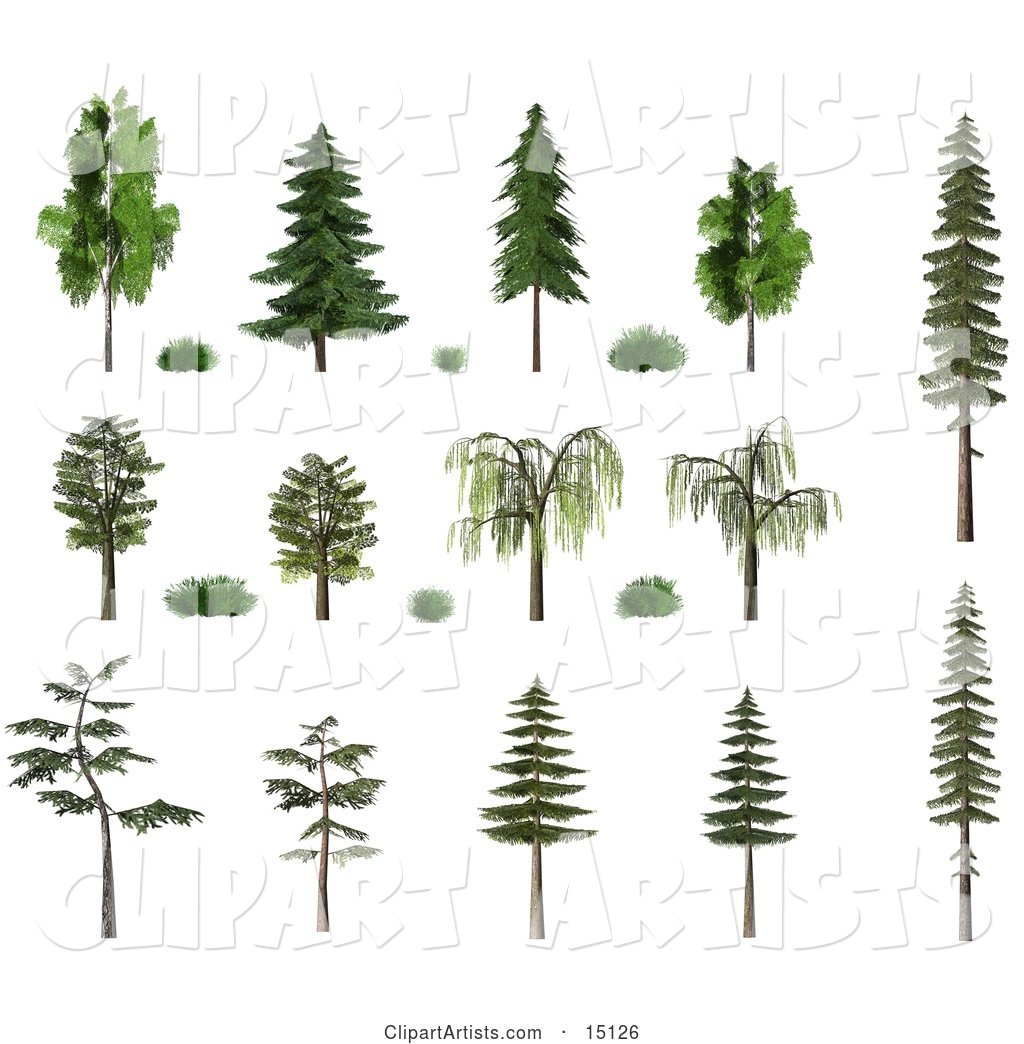 Trees and Shrubs, Including Birch, Oak, Pine, Fir and Willow with Summer or Spring Foliage